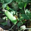 Vicia faba